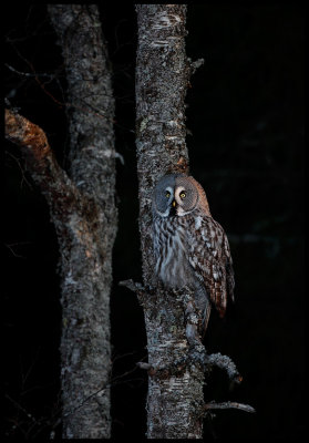 Great Gray Owl at sunset - Tornio