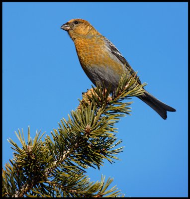 Female Pine Grosbeak - Neljn Tuulen Tupa - Kaamanen