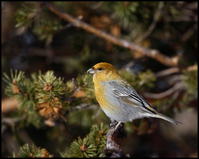 Female Pine Grosbeak - Neljn Tuulen Tupa - Kaamanen