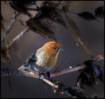 Female Pine Grosbeak - Neljn Tuulen Tupa - Kaamanen