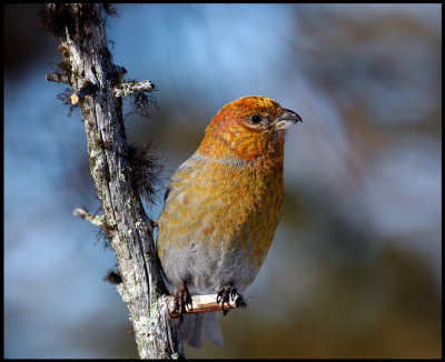 Female (young male??) Pine Grosbeak - Neljn Tuulen Tupa - Kaamanen