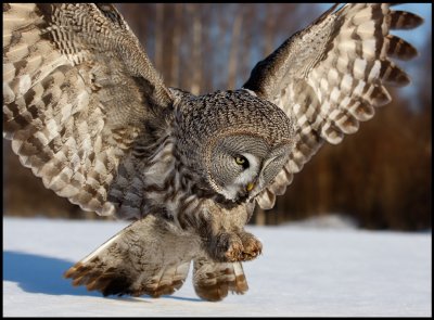 Great Gray Owl - Tornio