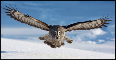 Great Gray Owl - Tornio