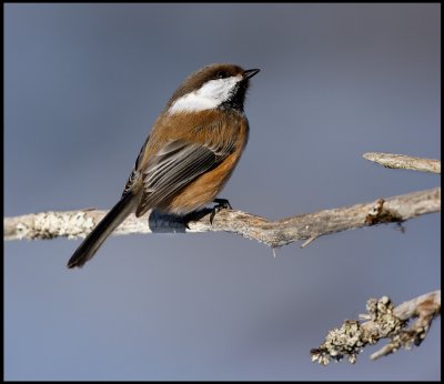 Siberian Tit - Neljn Tuulen Tupa - Kaamanen