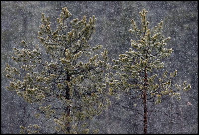 Sitting at the bog in heavy snowfall