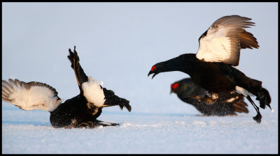 Black grouses fighting