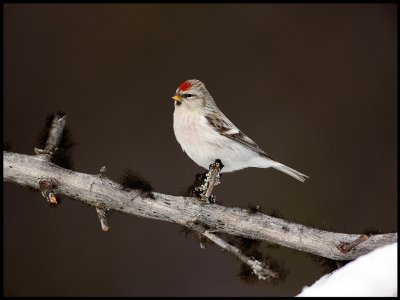 Arctic Redpoll - Neljn Tuulen Tupa - Kaamanen