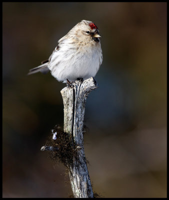 Arctic Redpoll - Neljn Tuulen Tupa - Kaamanen