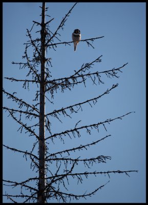 Hawk Owl - Liminka/Silkajoki