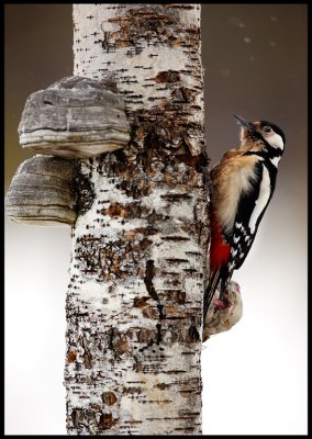 Greater Woodpecker - Liminka