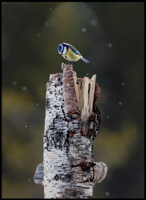 Blue Tit in snowfall - Liminka
