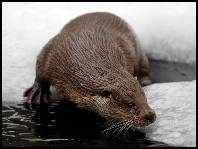 Eurasian Otter (Lutra lutra)