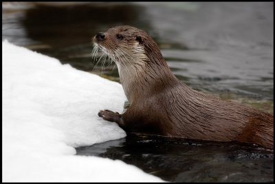 Eurasian Otter (Lutra lutra)