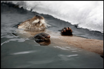 Waiting for the manicurist? Eurasian Otter (Lutra lutra)