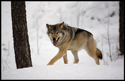 Gray Wolf (Canis lupus)