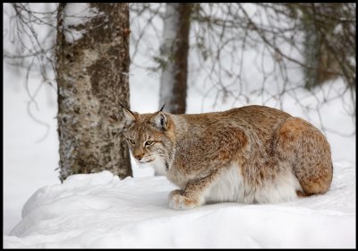 Eurasian lynx (Lynx lynx)