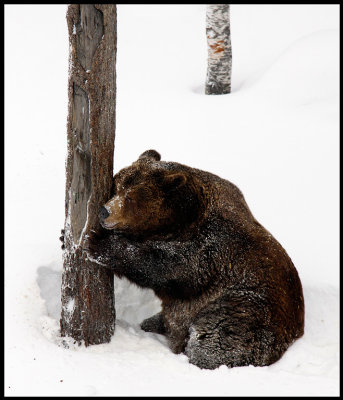 Mmmmm - I love my tree....male Brown Bear (Ursus arctos)