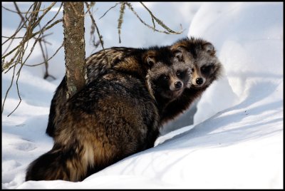 Raccoon Dog (Nyctereutes procyonoides)