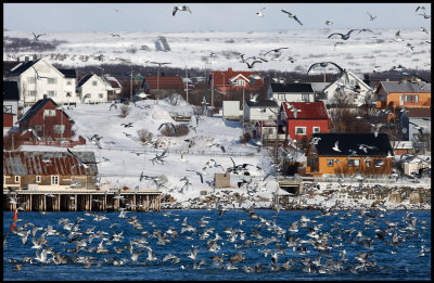 Local gulls near the fish-oil factory