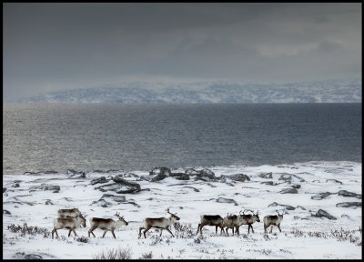 Reindeer in front of Varangerfjord