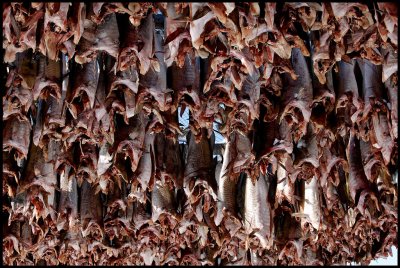 Drying fish at Nesseby