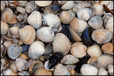 Seashells at Ugglarp beach - Halland