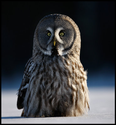 Great Gray Owl - Tornio