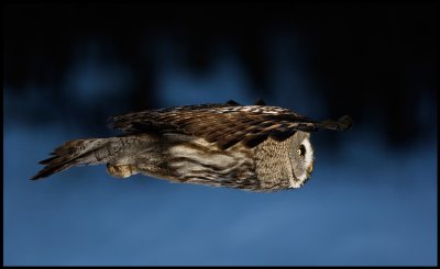 Great Gray Owl - Tornio