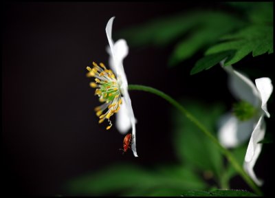 Wildwood Windflower (Anemone nemorosa) and beetle - Vxj