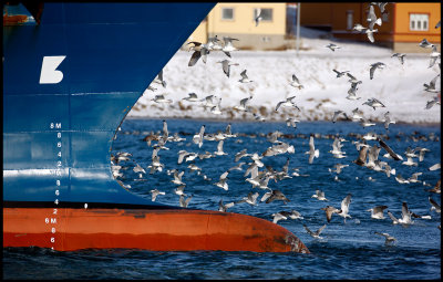 A mix of gulls in Vads harbour