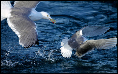 A Gull coming after a Kittywake to take it`s fish.....
