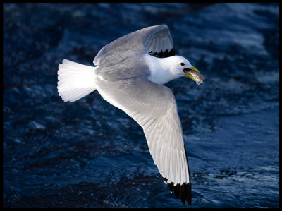 Kittywake flying of with his catch of fish