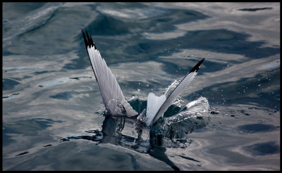 Kittywake going down - wo sad gulls could not  dive?