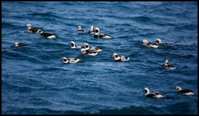 Long-tailed Ducks