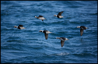 Long-tailed Ducks