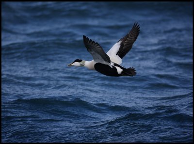 Eider male