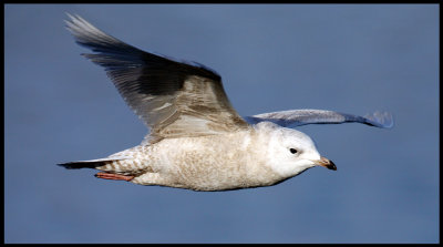 Iceland Gull in Vadsö harbour