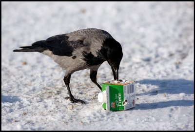 Hooded Crow looking for cream...