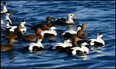 Nice collection of Eiders