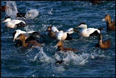 Eiders diving together