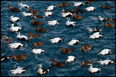 Eiders