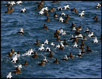 Eiders in Vads harbour