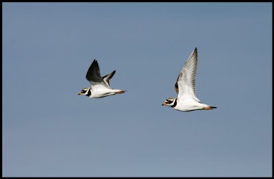 Ringed Plovers - land
