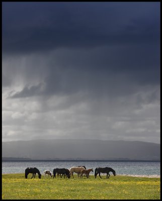 Horses at Erstad Visings (yes it looks like Iceland, but this is lake Vttern - Sweden)