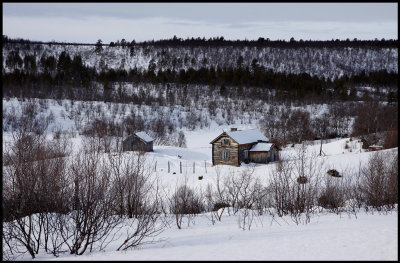 Winter birding in Finland 2009