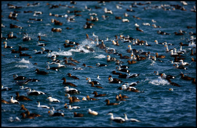 Great mix of interesting birds in Vads harbour