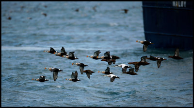A little flock of King Eiders in harbour area