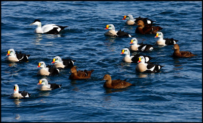 King Eiders