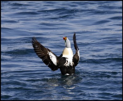 A male King Eiders flapping wings