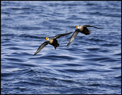 A pair of male King Eiders arriving
